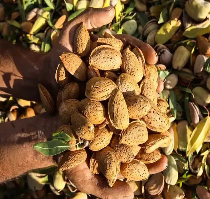 درآمد ۱۱۹ میلیارد ریالی باغداران بیضا از فروش بادام | پایگاه خبری ...
